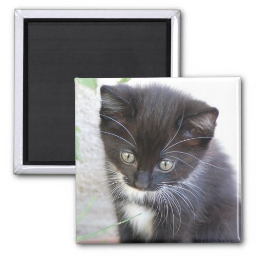 Black and White Kitten Photo Magnet
