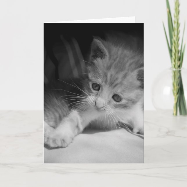 Black and White Kitten Photograph Card (Front)