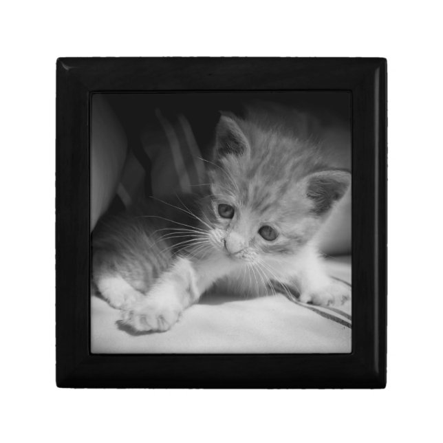 Black and White Kitten Photograph Gift Box (Front)