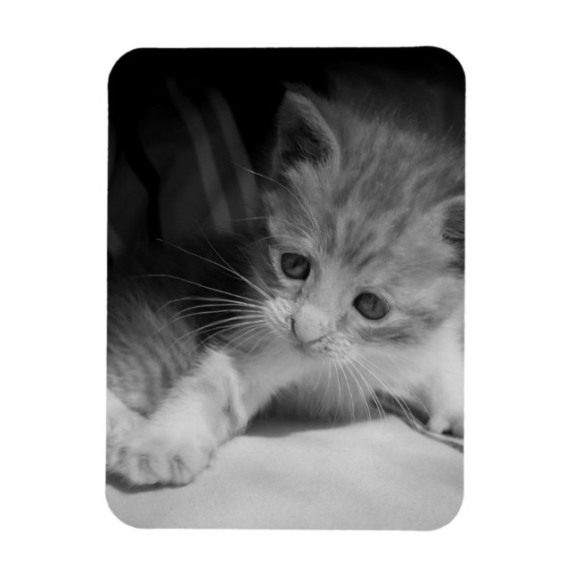 Black and White Kitten Photograph Magnet (Vertical)