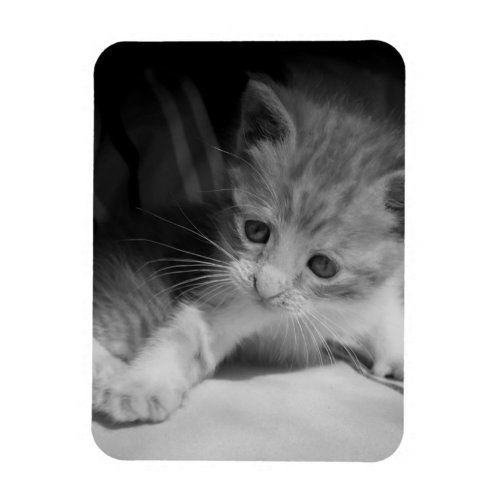 Black and White Kitten Photograph Magnet