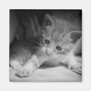 Black and White Kitten Photograph Magnet