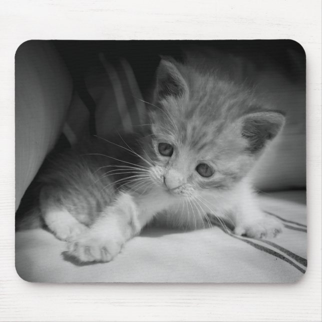 Black and White Kitten Photograph Mouse Pad (Front)