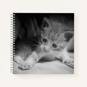 Black and White Kitten Photograph Notebook