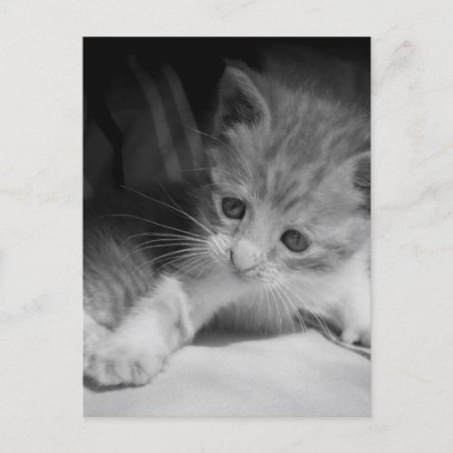 Black and White Kitten Photograph Postcard