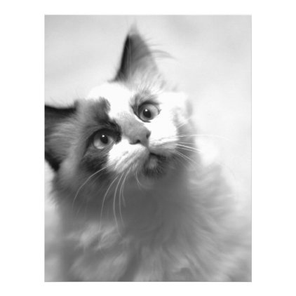 Black And White Kitten Portrait Letterhead