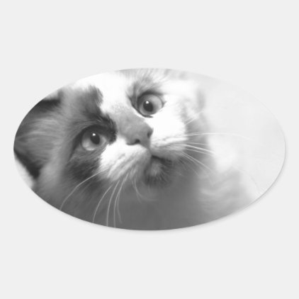 Black And White Kitten Portrait Oval Sticker