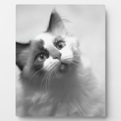 Black And White Kitten Portrait Plaque