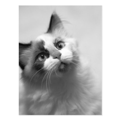 Black And White Kitten Portrait Postcard