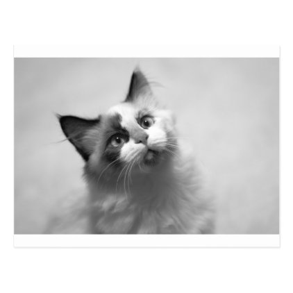 Black And White Kitten Portrait Postcard