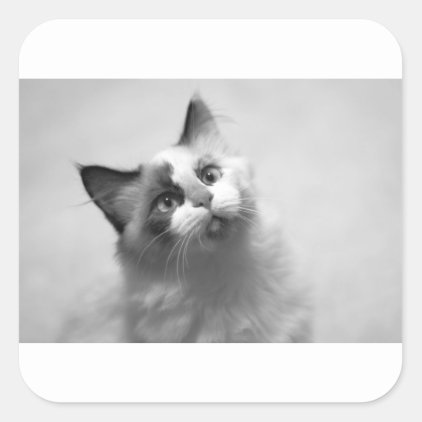 Black And White Kitten Portrait Square Sticker