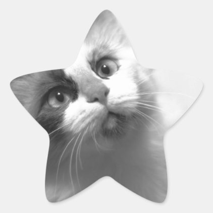 Black And White Kitten Portrait Star Sticker