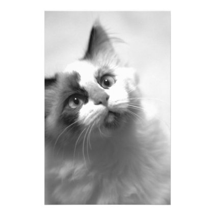 Black And White Kitten Portrait Stationery