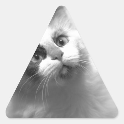 Black And White Kitten Portrait Triangle Sticker