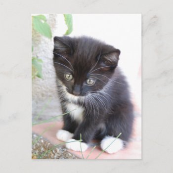 Black And White Kitten Postcard by AnimalHijinx at Zazzle