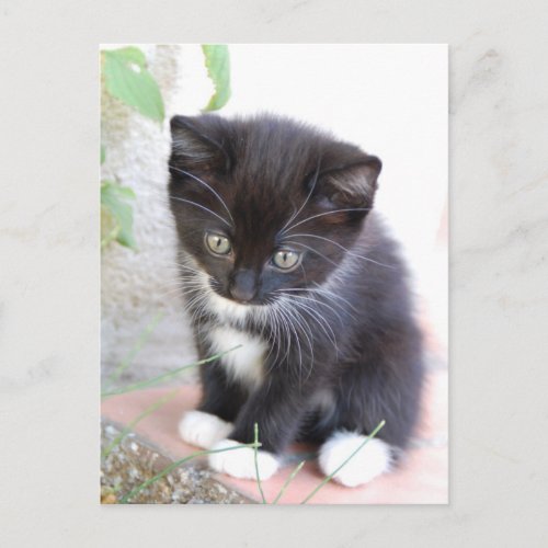 Black and White Kitten Postcard
