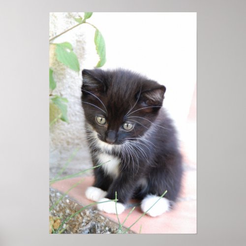 Black and White Kitten Poster