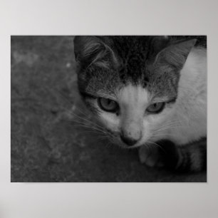 Black and White - Kitty Poster