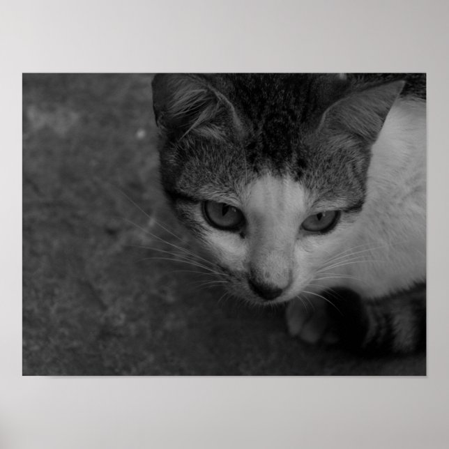 Black and White - Kitty Poster (Front)