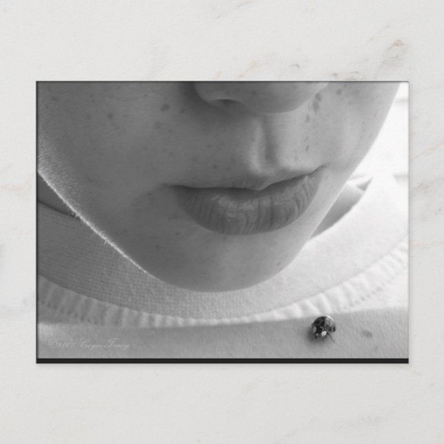 Black and White Ladybug Postcard (Front)