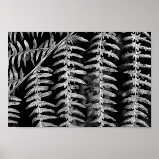 Black and White Leaves Poster (Front)