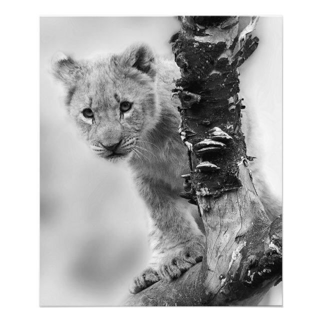 Black And White Lion Cub Photo Print (Front)