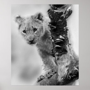 Black And White Lion Cub Poster