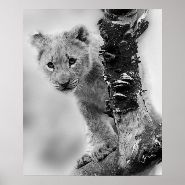 Black And White Lion Cub Poster (Front)