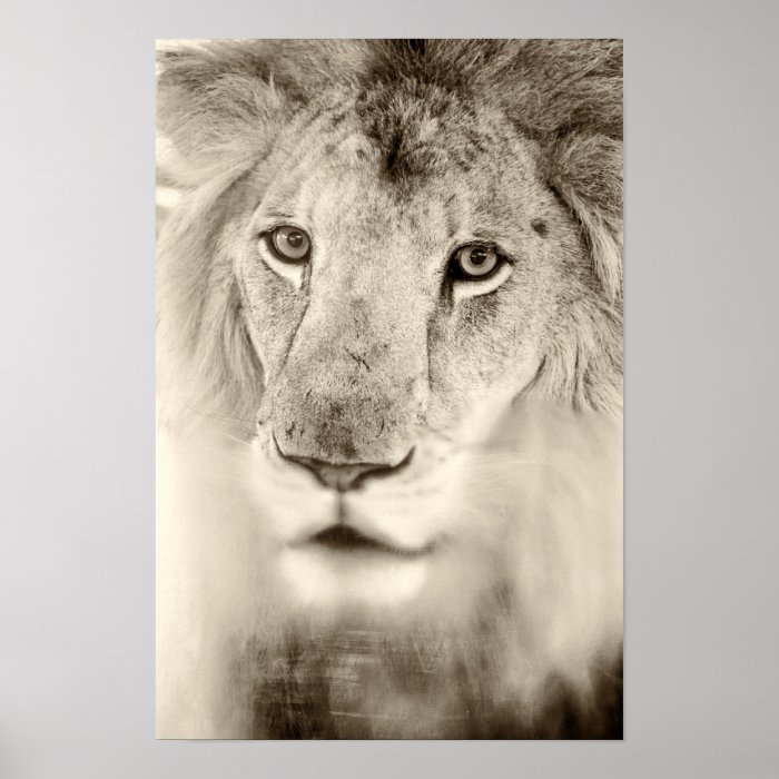 Black and White Lion Portrait Poster