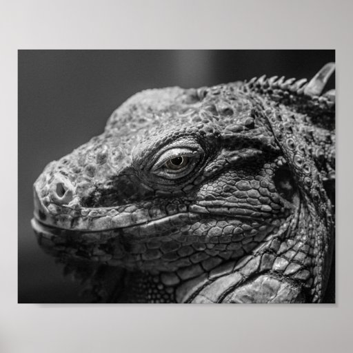 Black and White Lizard Poster | Zazzle