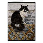 Black and White Long Hair Tuxedo Cat on Fence