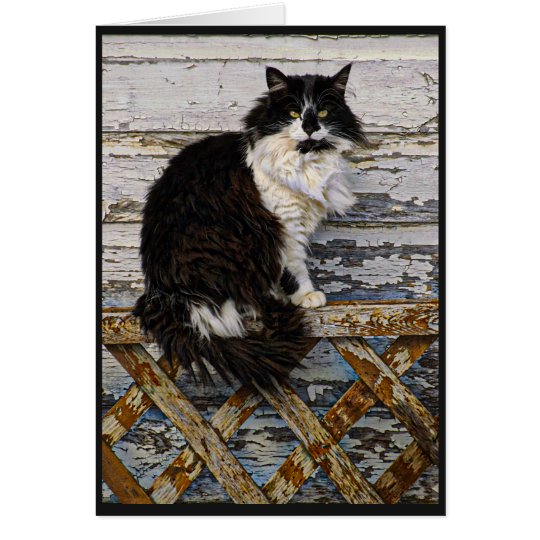 Black And White Long Hair Tuxedo Cat On Fence Zazzle Com