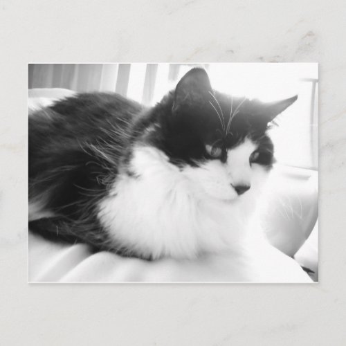 Black and White Long_haired Kitty Cat Postcard