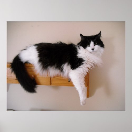 Black and White Longhaired Cat Poster