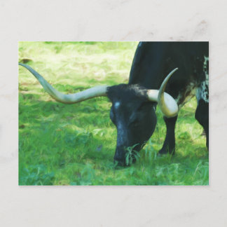 Black and White Longhorn Postcard