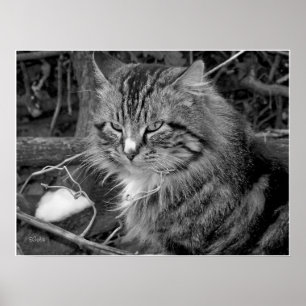 Black and White Maine Coon Cat Portrait Poster