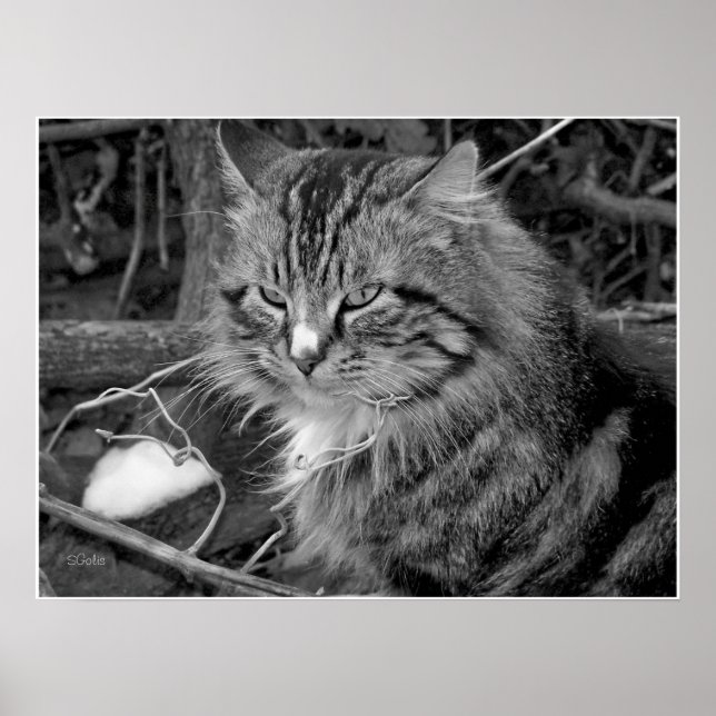 Black and White Maine Coon Cat Portrait Poster (Front)