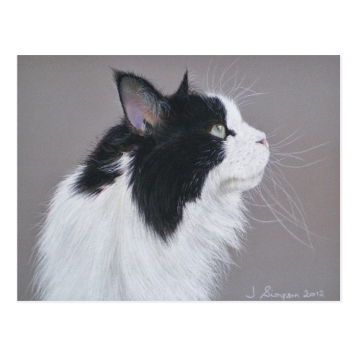 Black and White Maine Coon cat. Post Card
