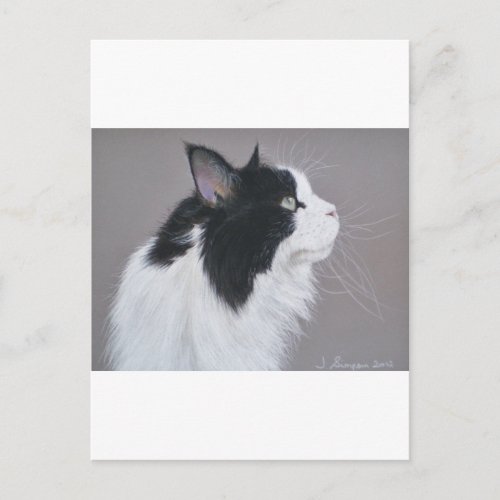 Black and White Maine Coon cat Postcard