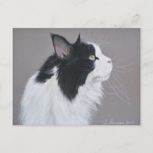 Black and White Maine Coon cat Postcard