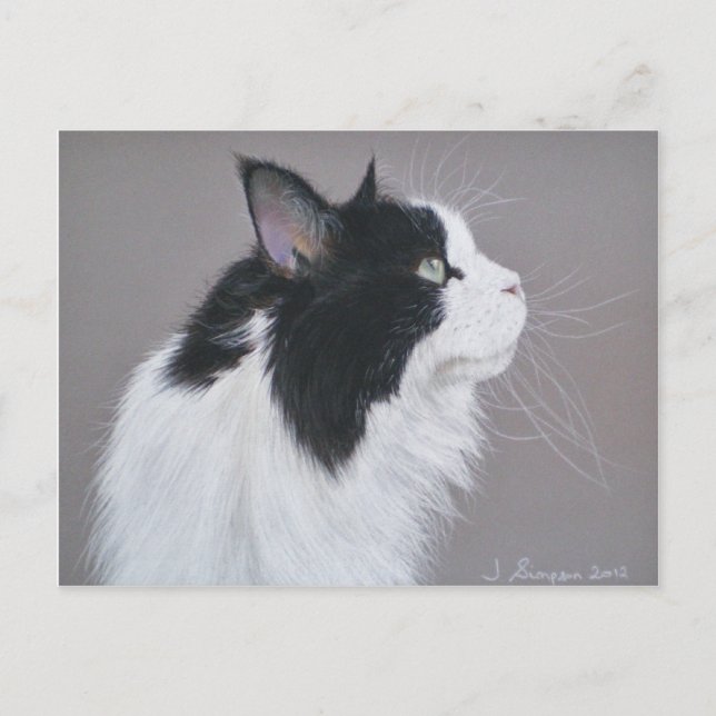 Black and White Maine Coon cat. Postcard (Front)