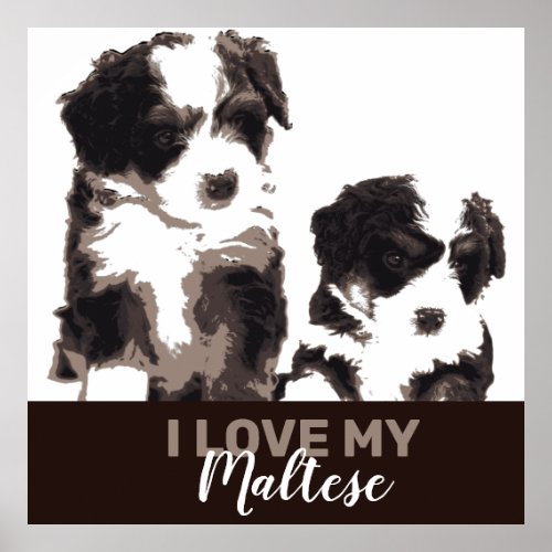 Black and White Maltese Puppy Dog Poster