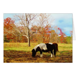 Black and White Miniature Pony / Horse