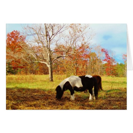 Black and White Miniature Pony / Horse (Front Horizontal)