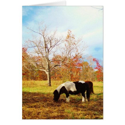 Black and White Miniature Pony / Horse Cards (Front)