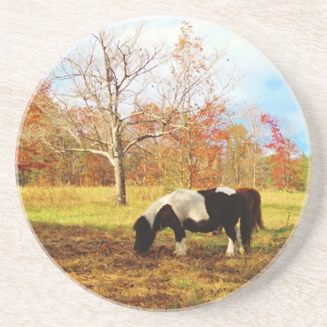 Black and White Miniature Pony / Horse Sandstone Coaster (Front)