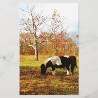 Black and White Miniature Pony / Horse Stationery