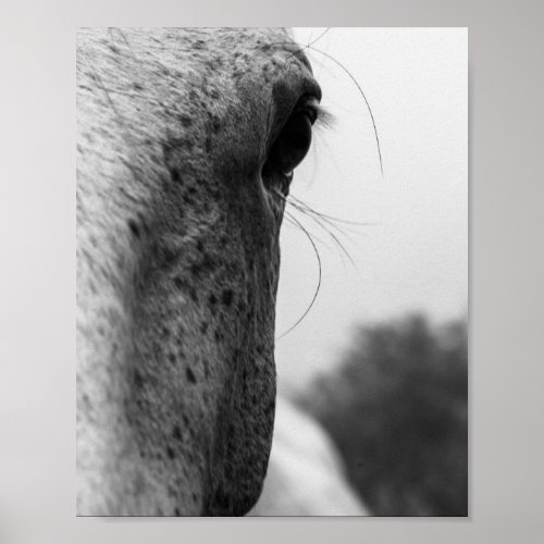 Black and white modern horse eye poster