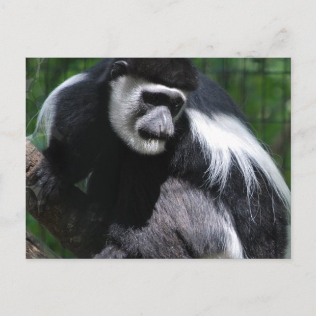 Black and White Monkey Postcard (Front)