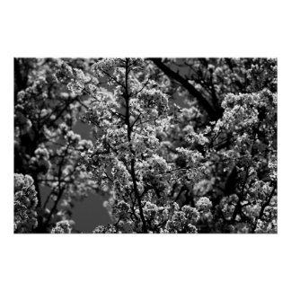 Black and White Monochrome Flowering Tree Poster